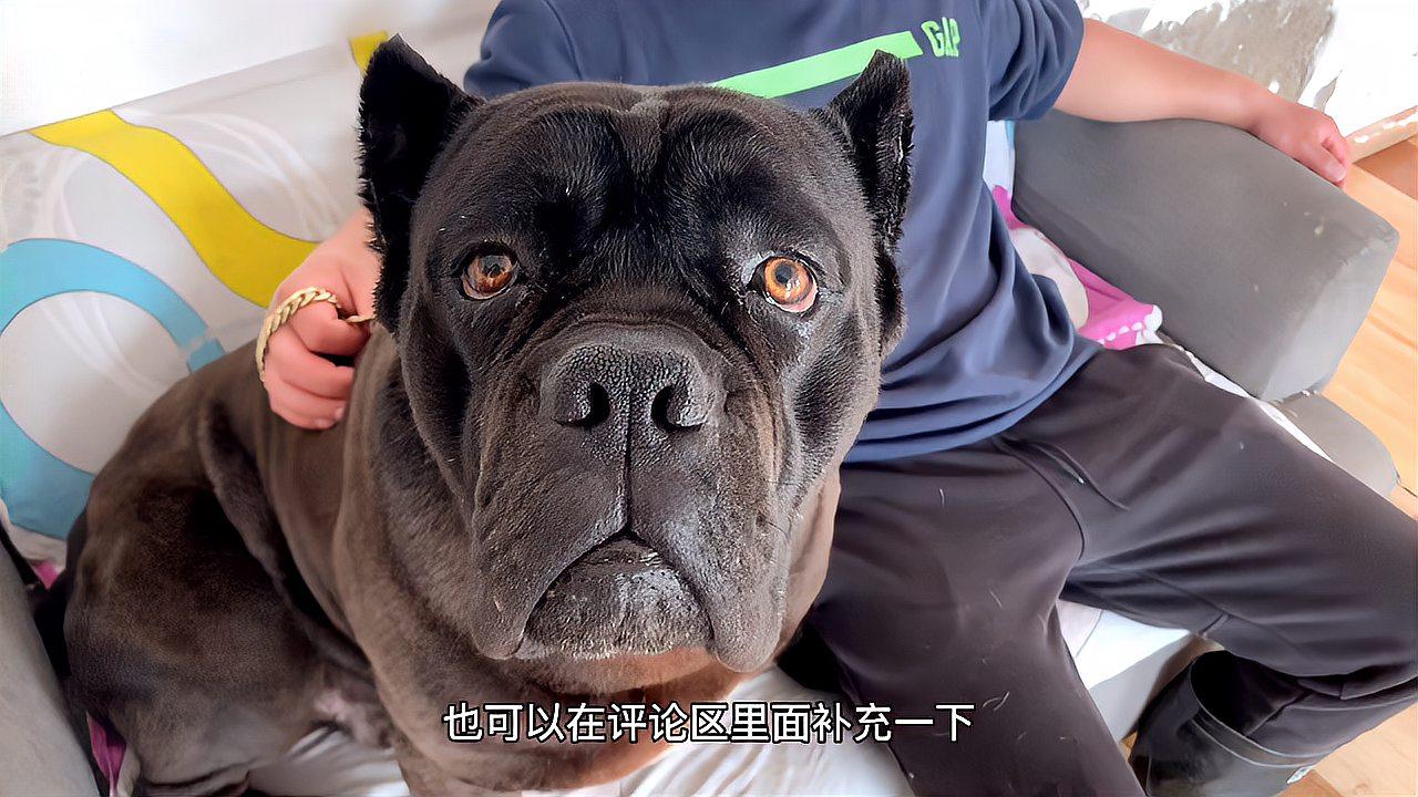 卡斯罗犬vs视频直播，当猛犬闯入直播间，我看到了什么？
