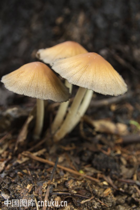 连下大雨后，女子家天花板长出蘑菇——一场意外的雨后春笋
