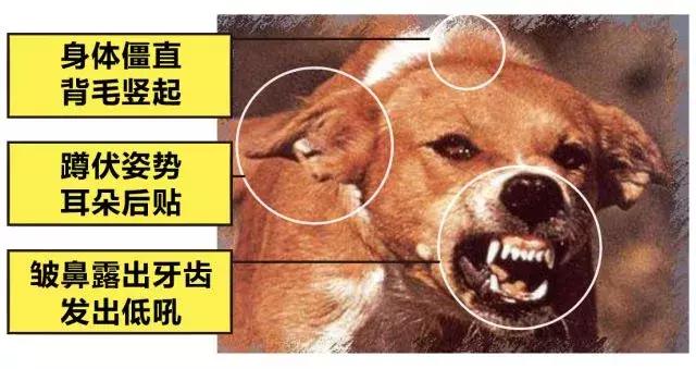 主人解开狗绳,2只狗将路人撕咬致死——一场悲剧的反思 主人解开狗绳,2只狗将路人撕咬致死——一场悲剧的反思