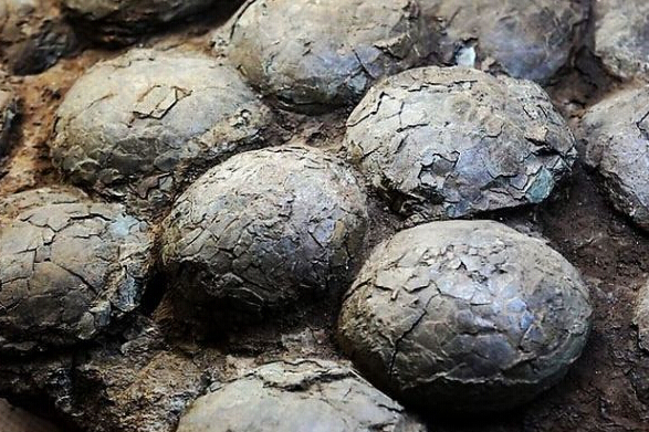 广州中心城区发现完整恐龙蛋化石，穿越时空的惊喜