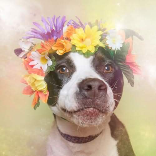 比特犬vs猴子视频直播，这背后的真相，可能和你想象的不一样