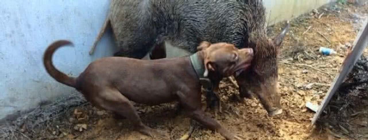 比特犬vs野猪视频直播,为啥有人愿意看这场玩命比赛? 比特犬vs野猪视频直播,为啥有人愿意看这场玩命比赛?