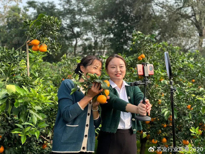 当星光村遇上菜园直播，一场土味背后的数字生活革命