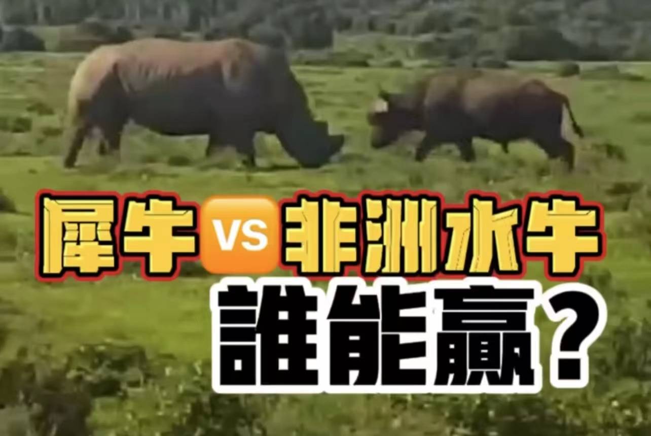 西牛vs水牛视频直播，一场牛气冲天的对决，你看了没？