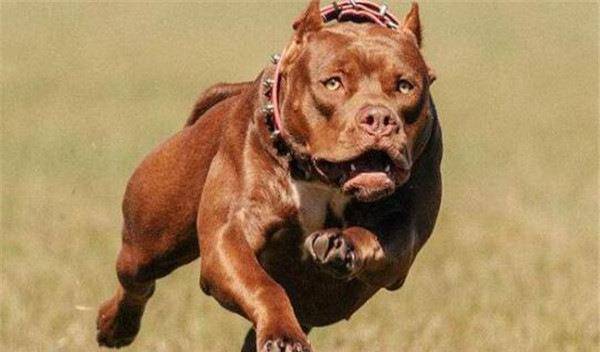 狼vs比特犬视频直播，当野性遇上斗犬，这场对决到底公平吗？