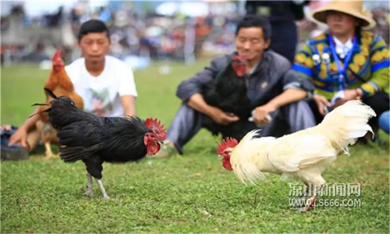 斗鸡男生vs女生视频直播,一场网络狂欢背后的真相与反思 斗鸡男生vs女生视频直播,一场网络狂欢背后的真相与反思